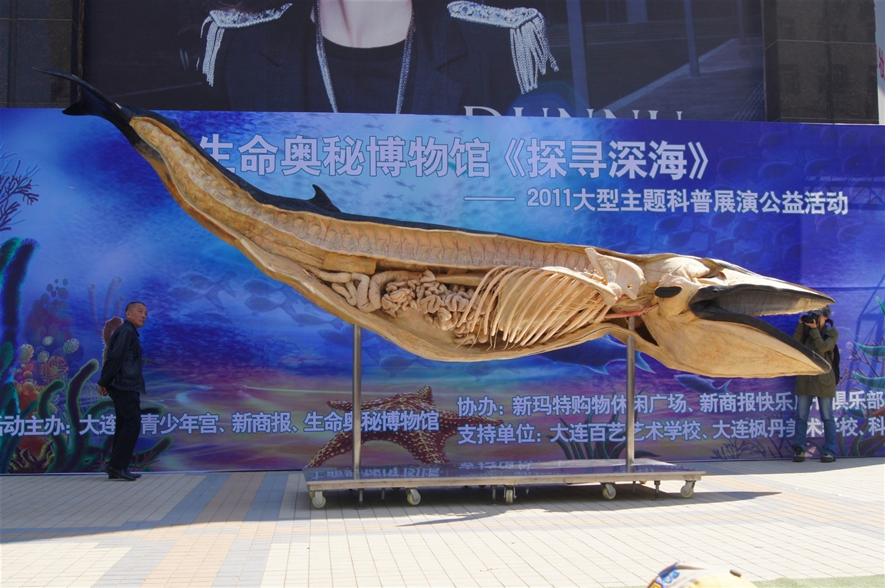世界第一只展示鳁鲸内部结构的塑化标本——鳁鲸"海海"塑化标本