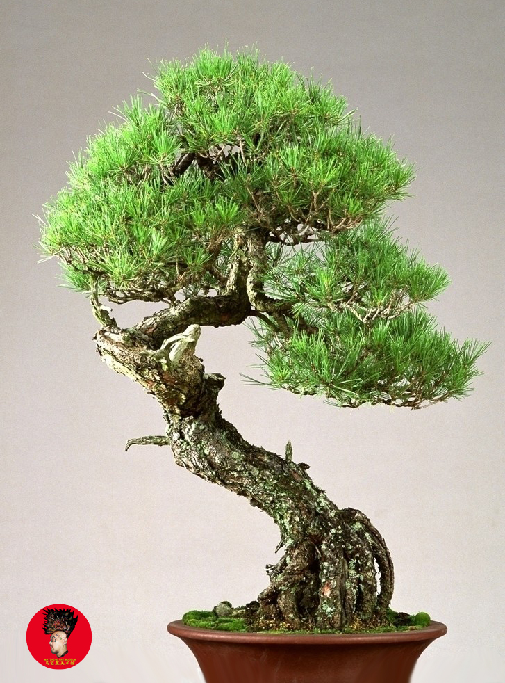 景观盆景集锦-1