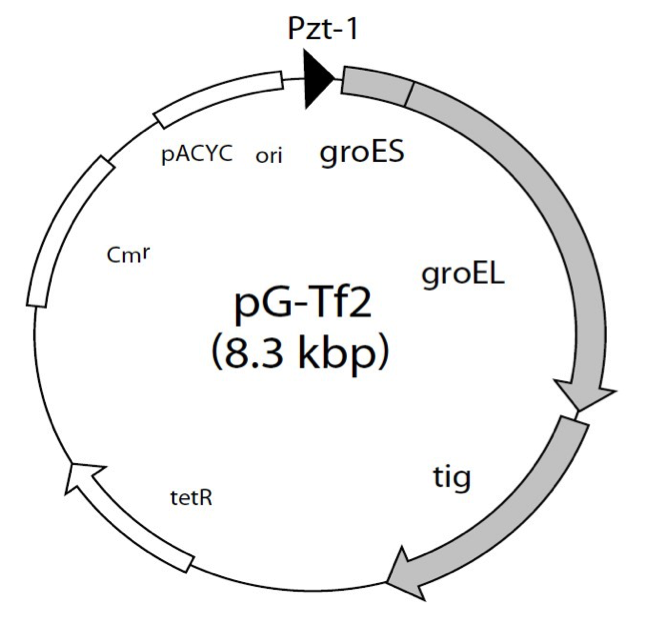 chloromycetin图片