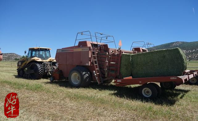美国苜蓿草全程生产记录(三)