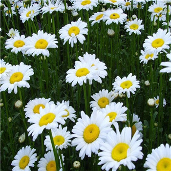 emunleucanthemum 類型:多年生 花色:白色 株高:30-50釐米 花期:5-8月