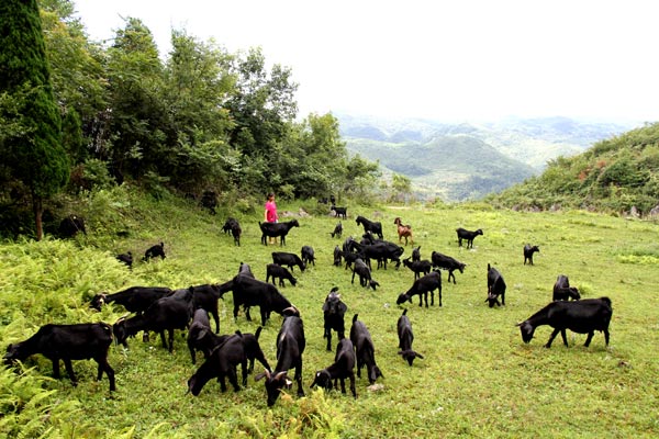 酉阳黑山羊.(汪登平摄)