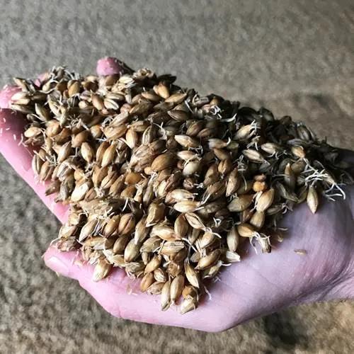 格拉斯哥明日之星clydeside —— 制作工艺篇-单一纯麦威士忌俱乐部