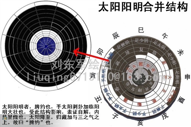 正陽陽明者,乃手陽明觀卦加臨足陽明大壯卦也.