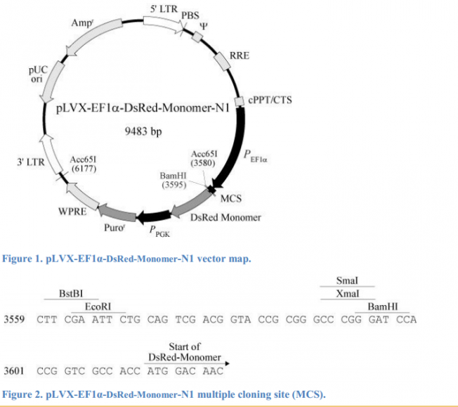 北京华越洋生物—标准品，质粒载体，菌株，感受态细胞，基因，细胞株