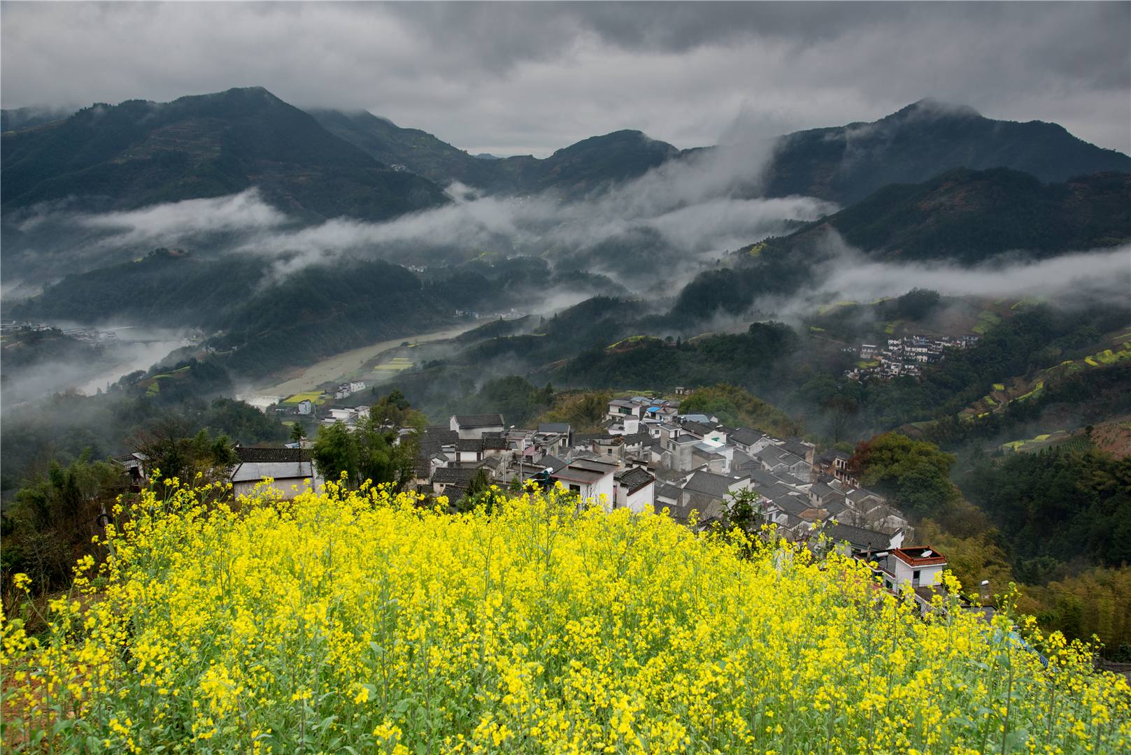 歙縣坡山春季油菜花-歙縣坡山農家樂協會-歙縣坡山村農家樂住宿