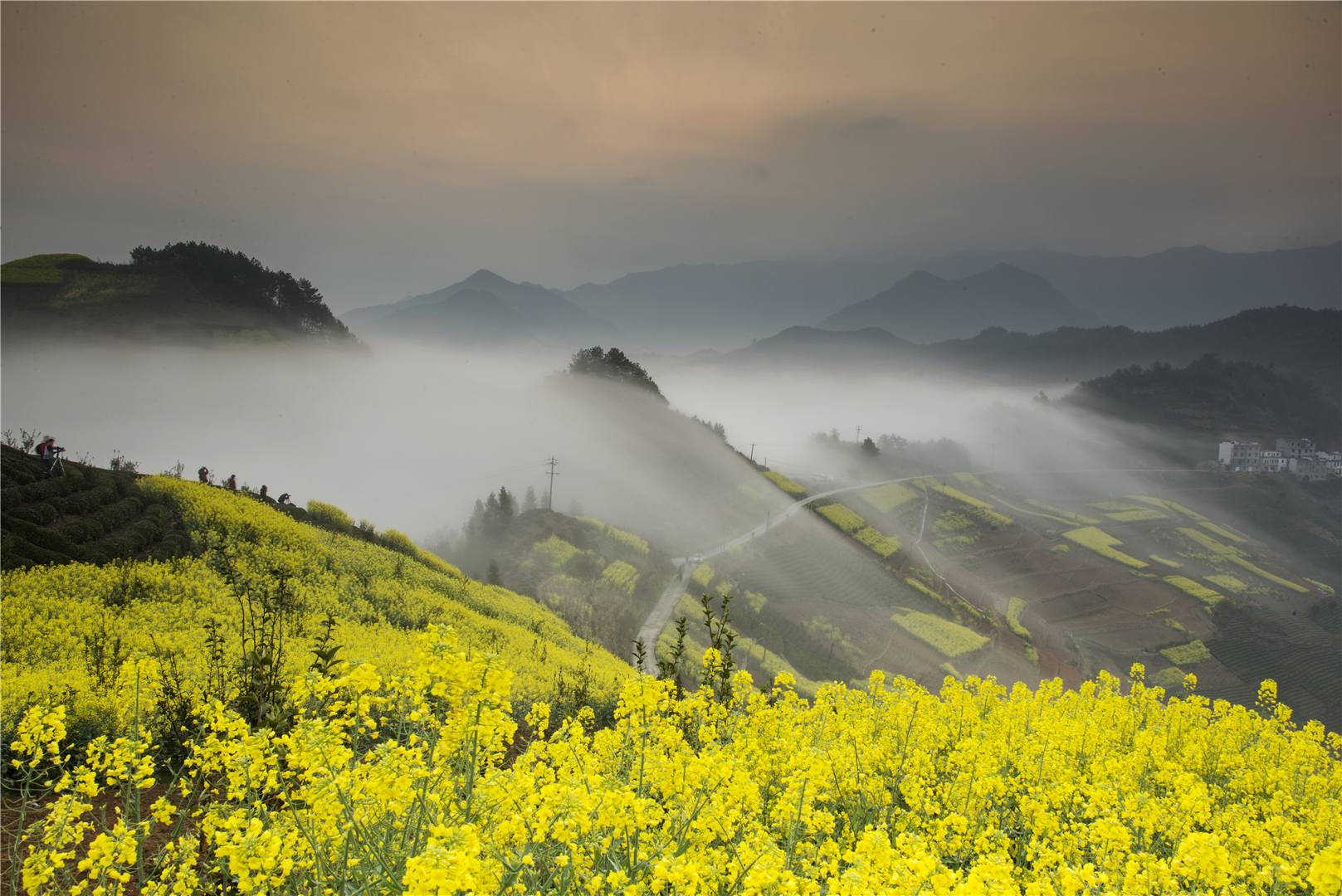 歙縣坡山春季油菜花-歙縣坡山農家樂協會-歙縣坡山村農家樂住宿