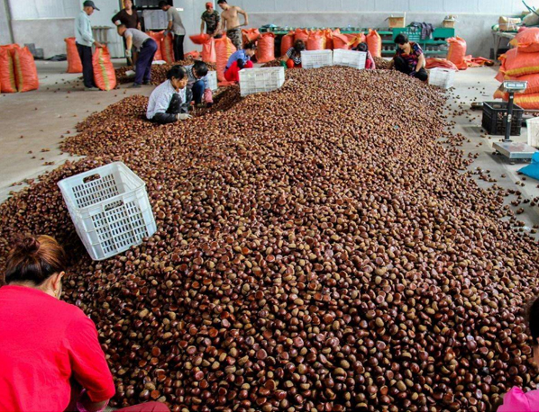 中国板栗博物馆