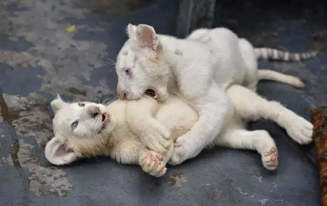 调皮的大鼻猴和小老虎