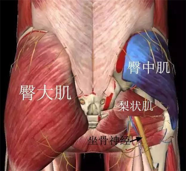 臀中肌损伤图片