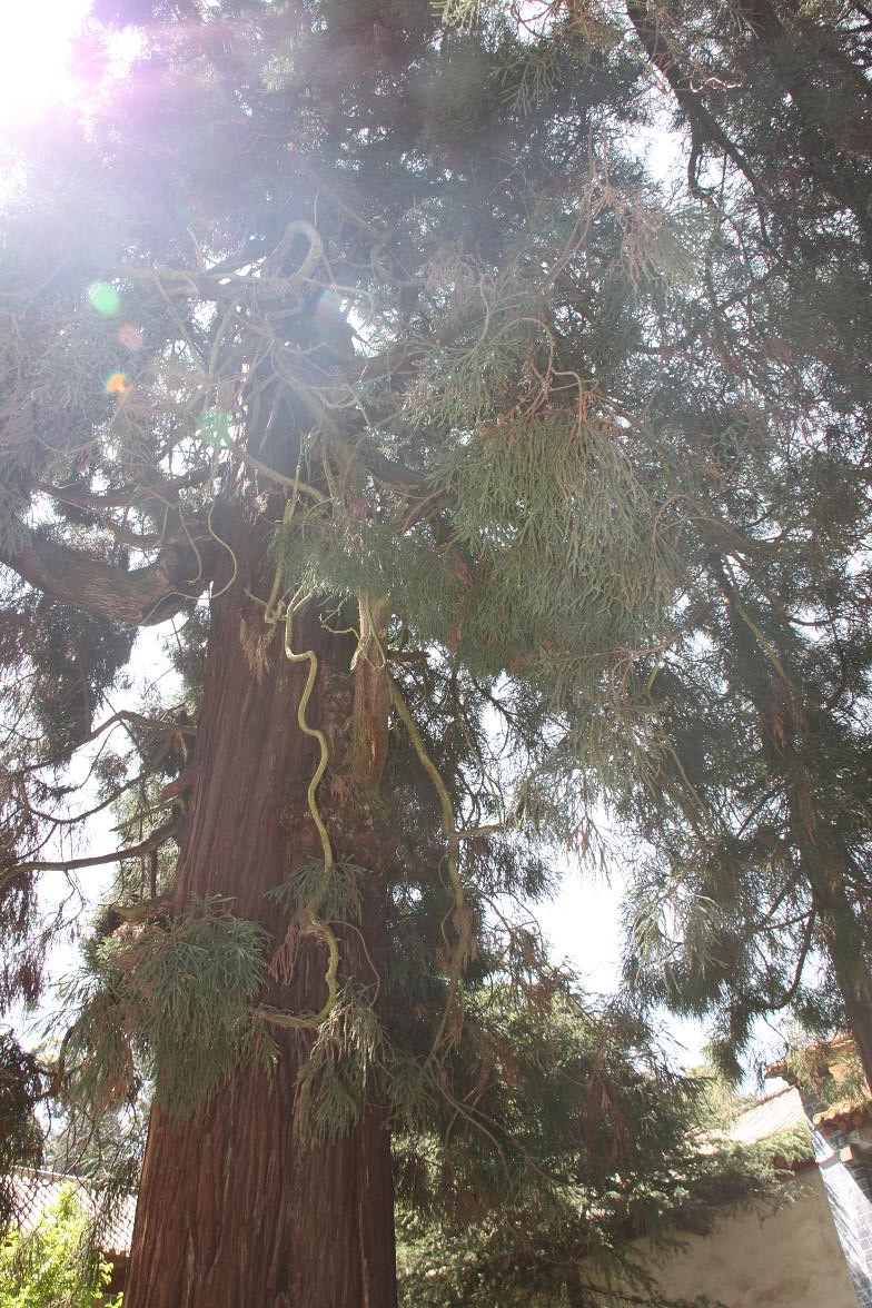 山门后的雪松,应该有上百年的树龄了
